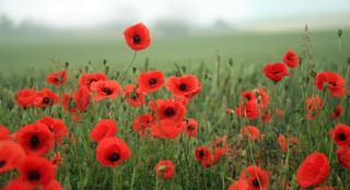 The Tall Poppy Syndrome and Origination Credit