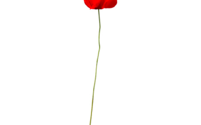 Tall Poppy Syndrome and Origination Credit