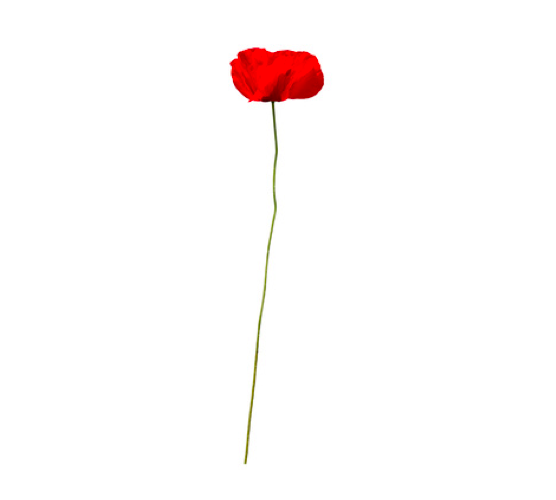 Tall Poppy Syndrome and Origination Credit